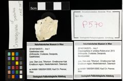 Foto (Objekt + Etiketten) von Cracensigillatus cf. prolatus (Robins et al., 2013) 